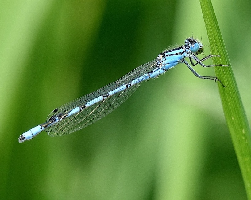common blue damselfly